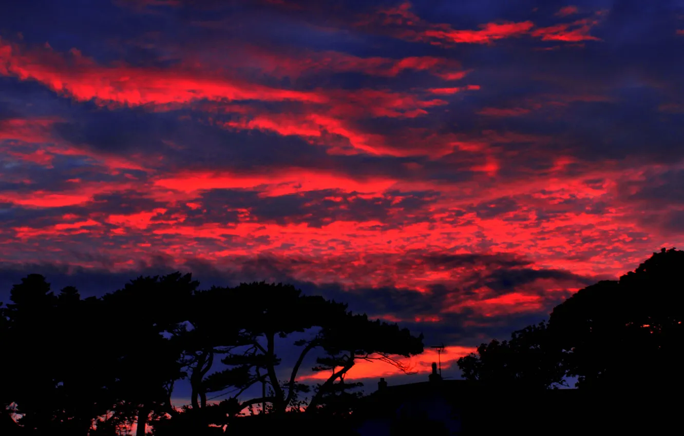 Фото обои облака, деревья, ночь, силуэт, зарево