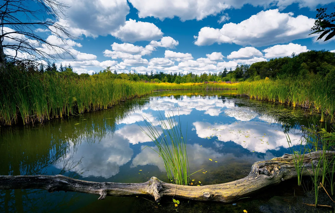 Фото обои лес, облака, озеро, отражение, бревно