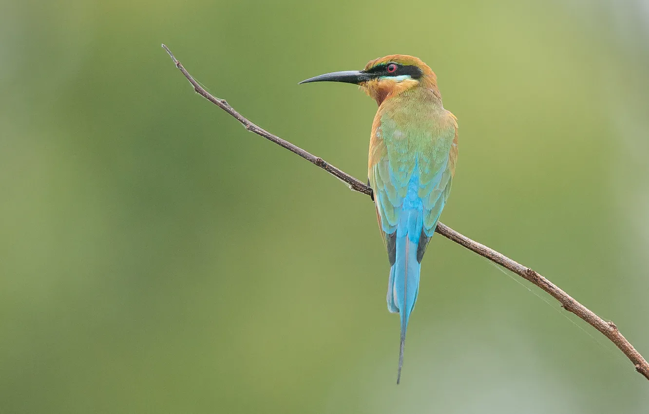 Фото обои ветки, птица, перья, клюв