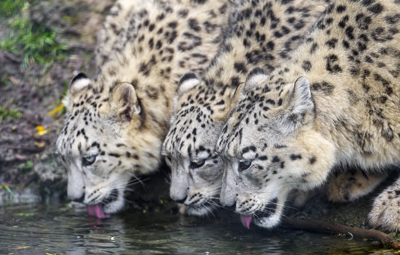 Фото обои кошка, ирбис, снежный барс, трио, водопой, ©Tambako The Jaguar