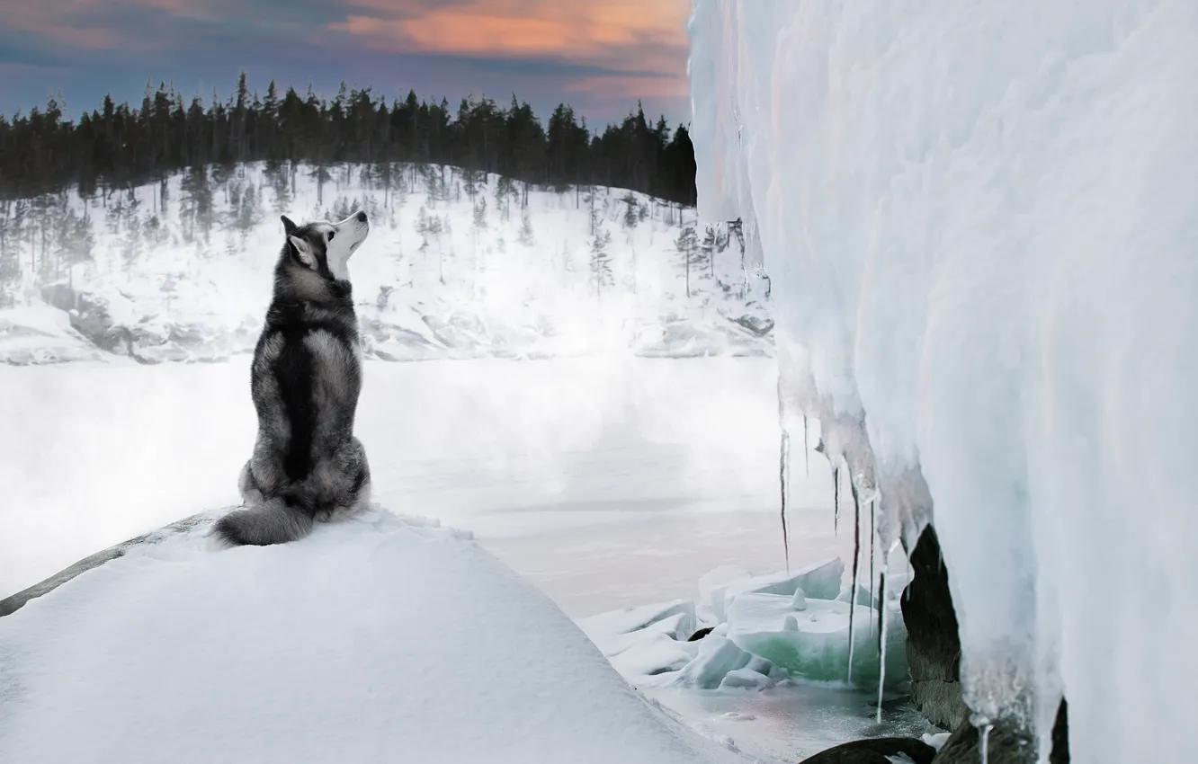 Фото обои зима, снег, природа, озеро, животное, лёд, собака, сосульки