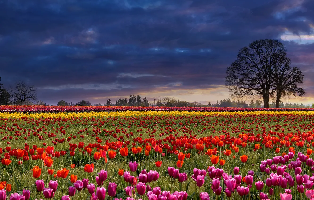 Фото обои поле, небо, деревья, цветы, тучи, полосы, поляна, весна