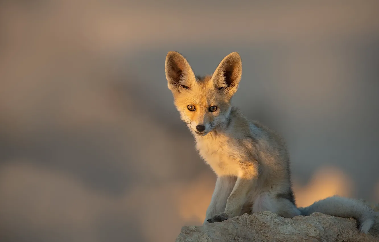 Фото обои природа, зверёк, Arabian Red Fox