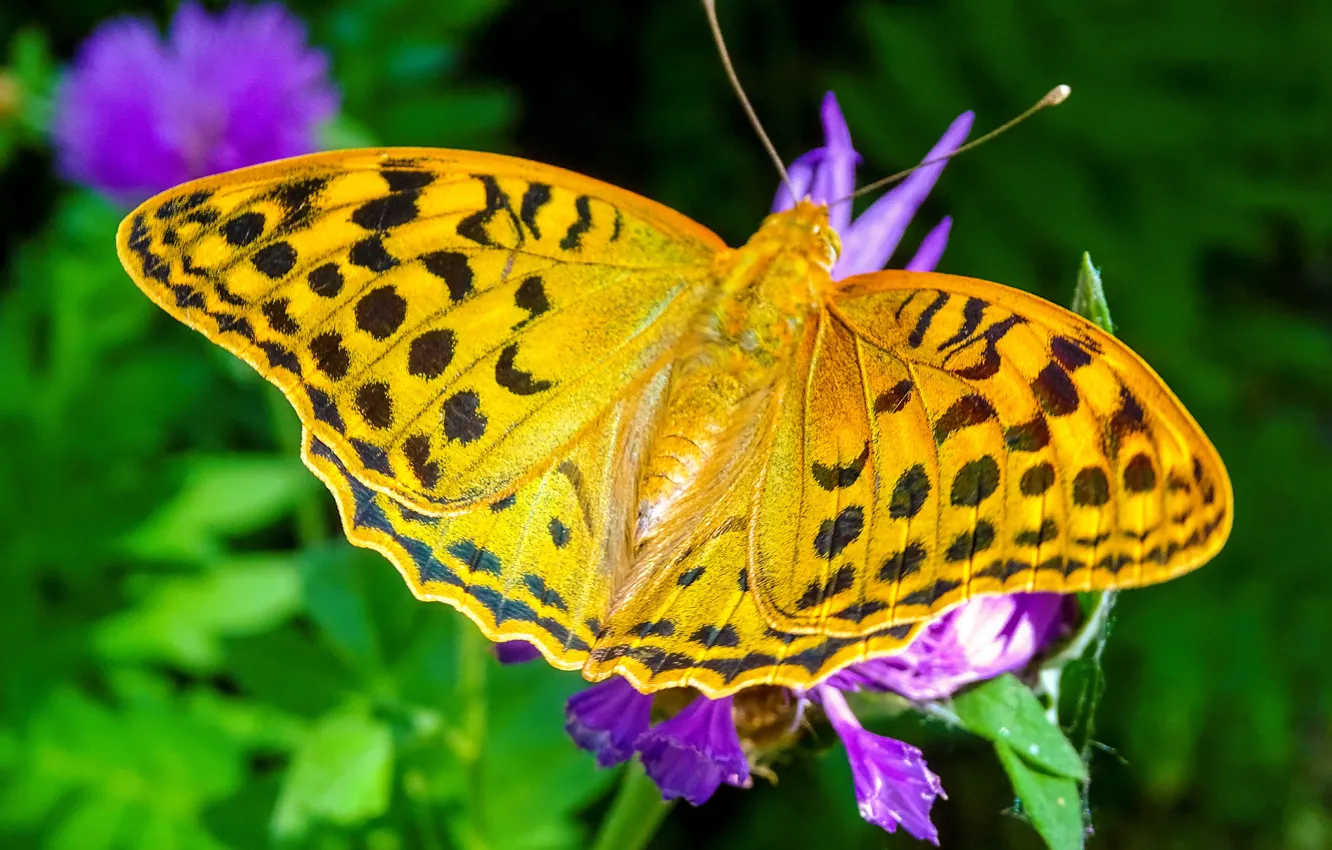 Фото обои лето, бабочка, цвет, красота