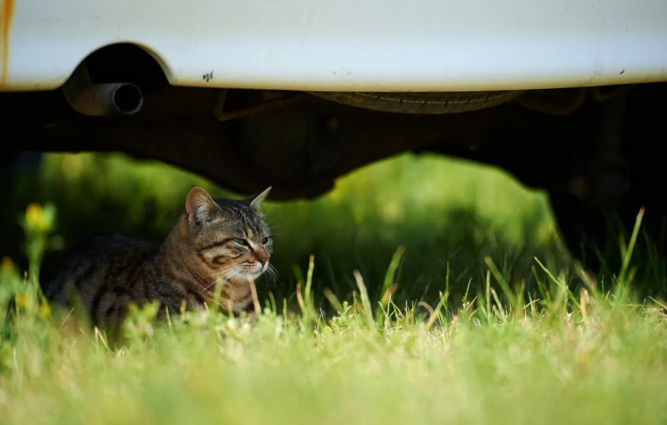 Фото обои машина, трава, кот, отдых, лежа