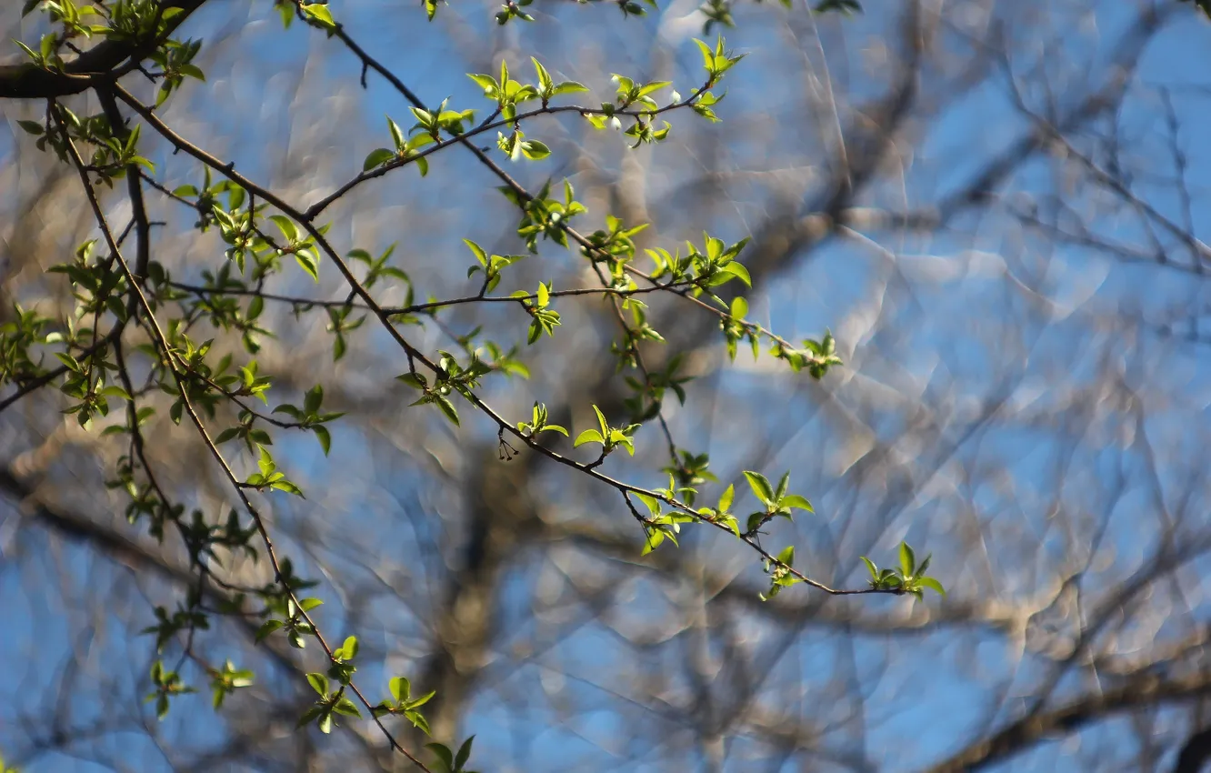 Spring leaves