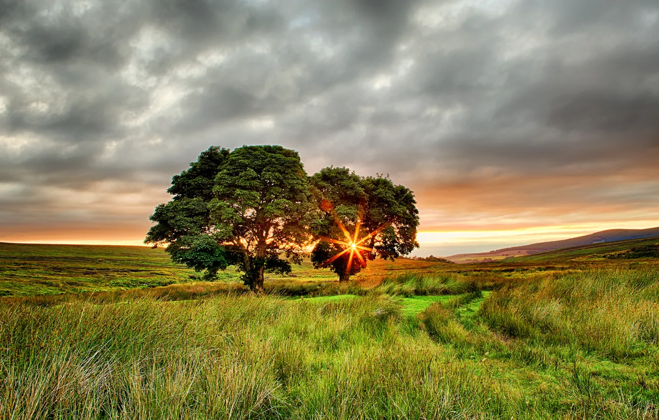 Фото обои поле, лето, солнце, лучи, деревья, закат, Ирландия, два