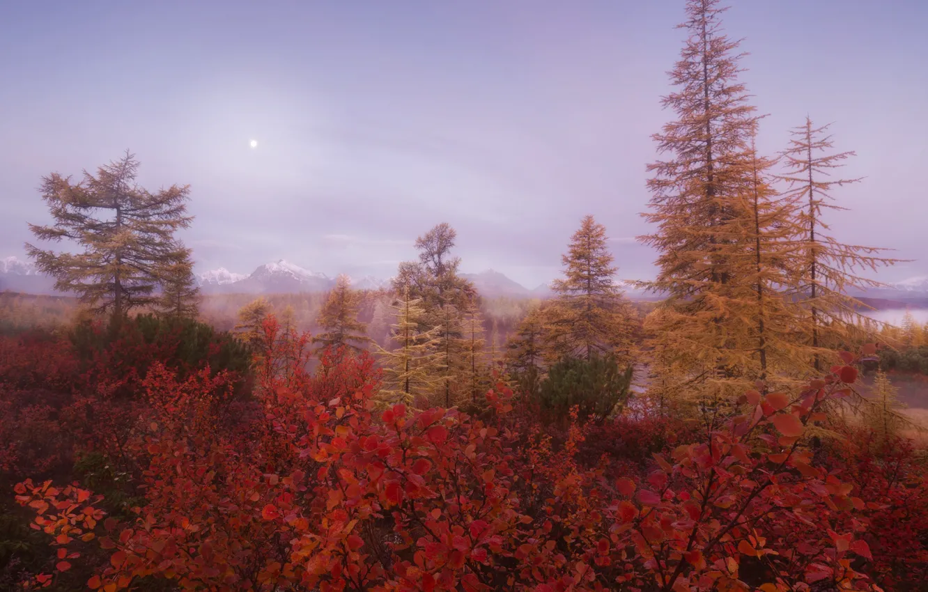 Фото обои осень, лес, небо, деревья, горы, ветки, туман, заросли