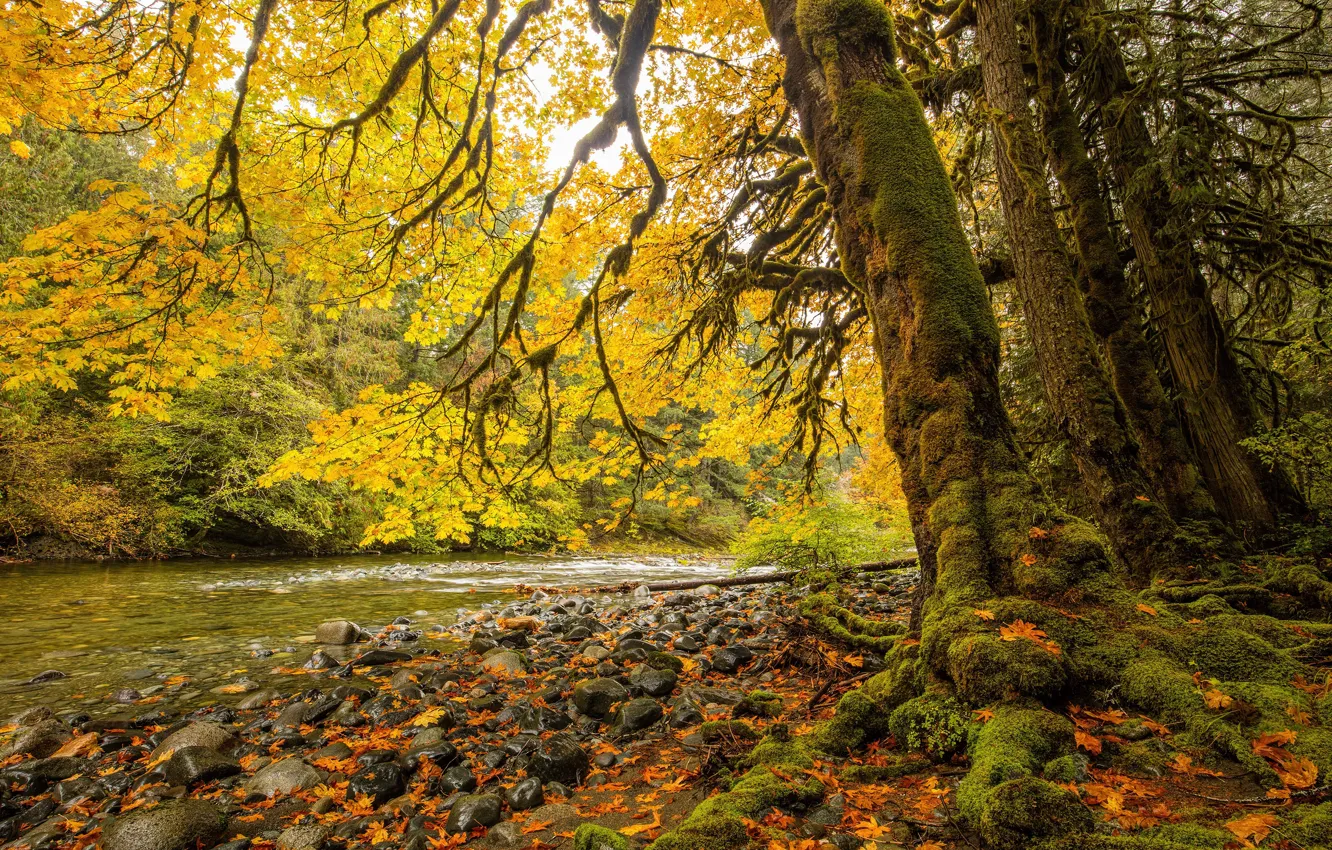 Фото обои осень, лес, листья, деревья, ветки, ручей, камни, ветви