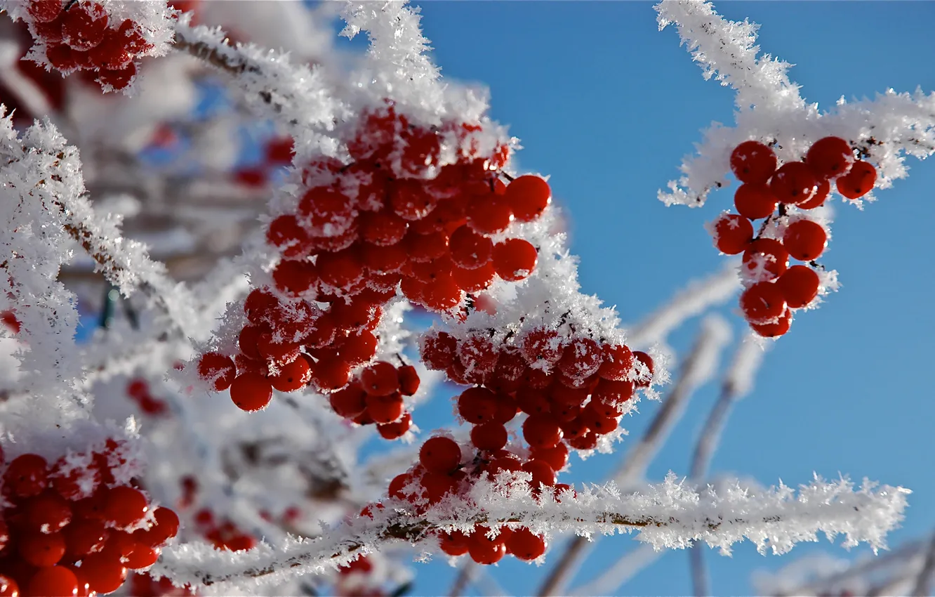 Фото обои иней, снег, ветки, ягоды, Макро