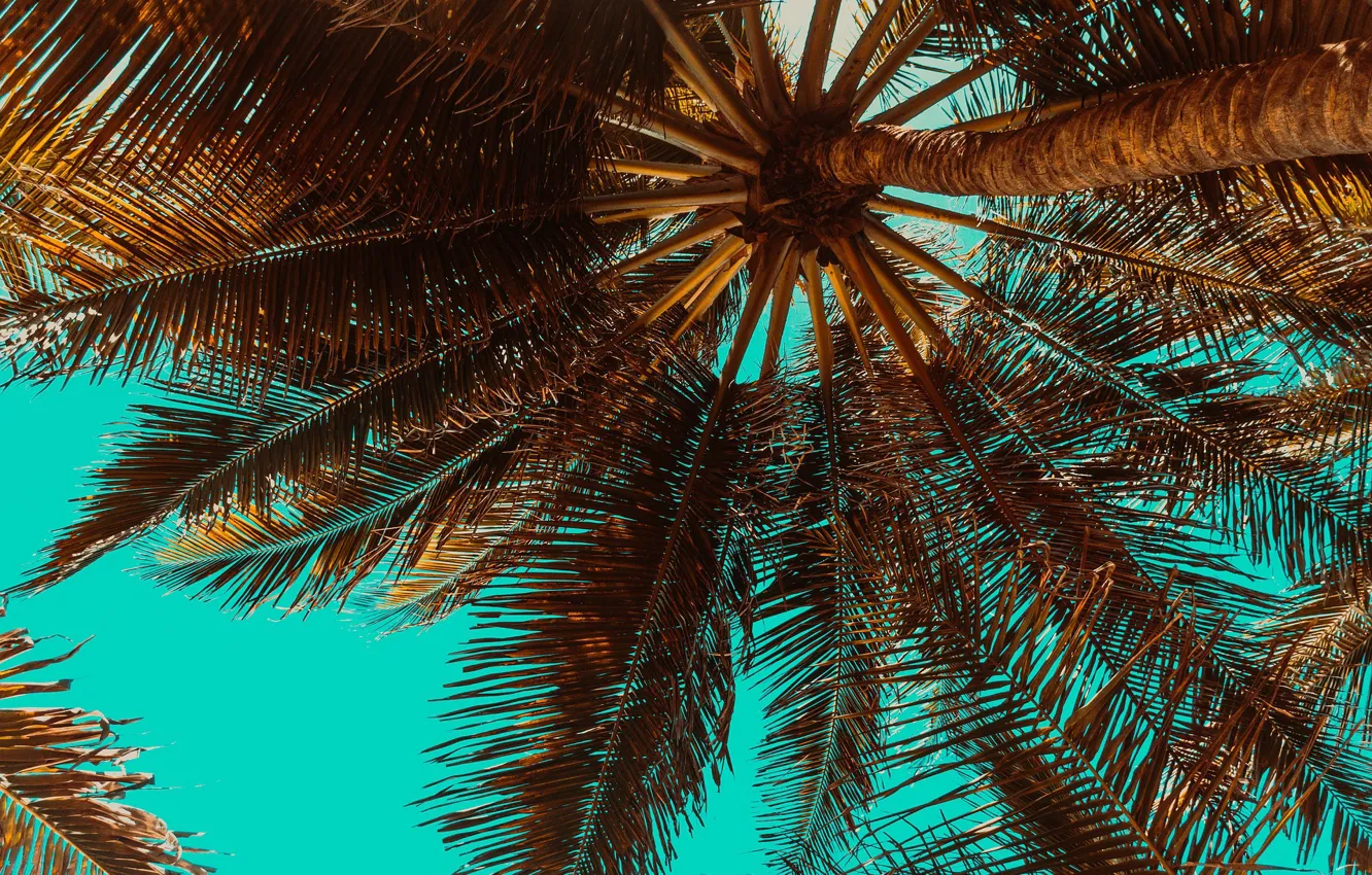 Фото обои небо, листья, солнце, ветки, пальма, узор, ствол