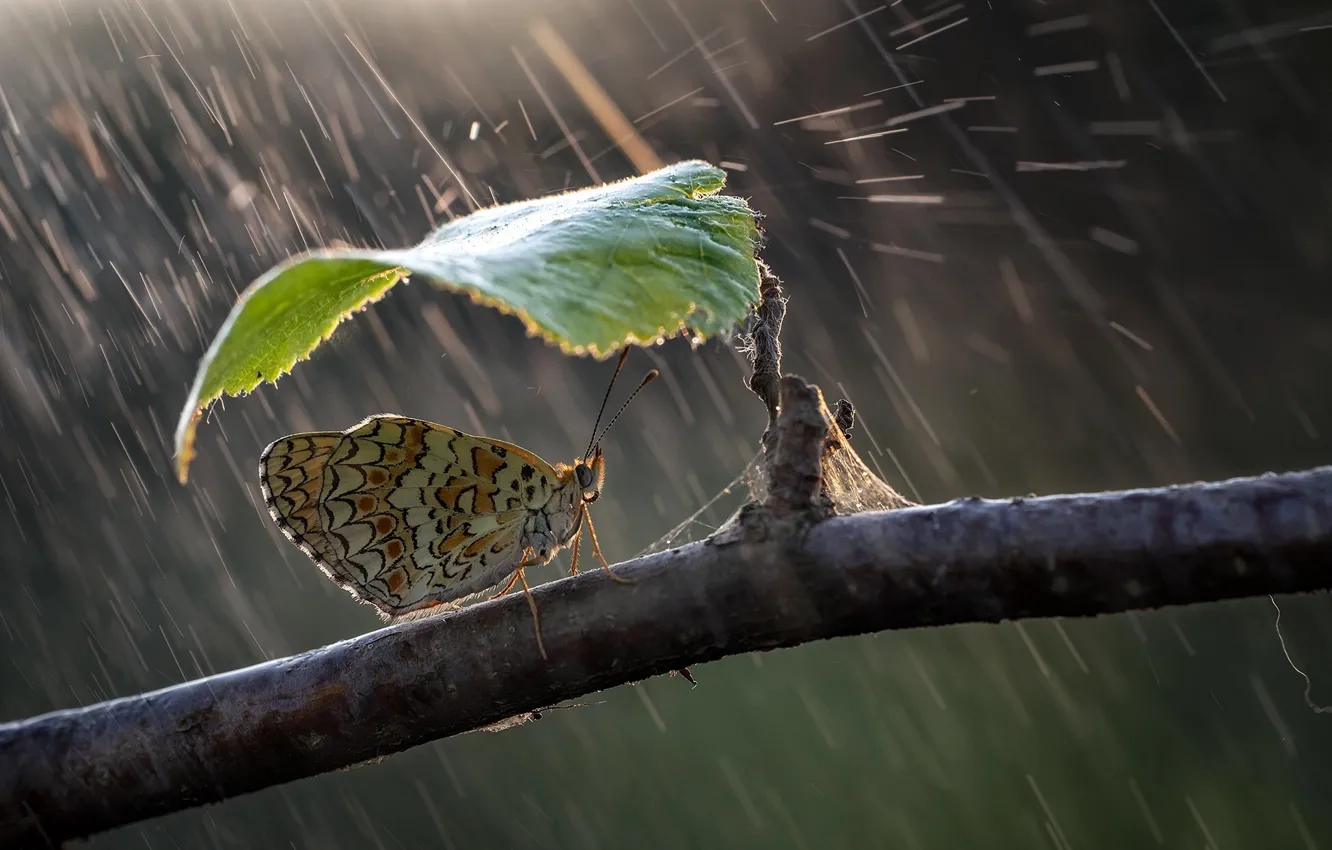 Фото обои природа, зонтик, дождь, бабочка, листок, ветка, Roberto Aldrovandi