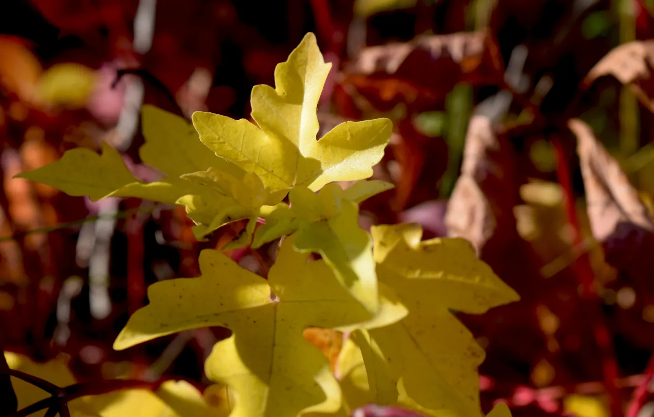 Фото обои желтые, широкоформатные, осень дерево, листья деревьев