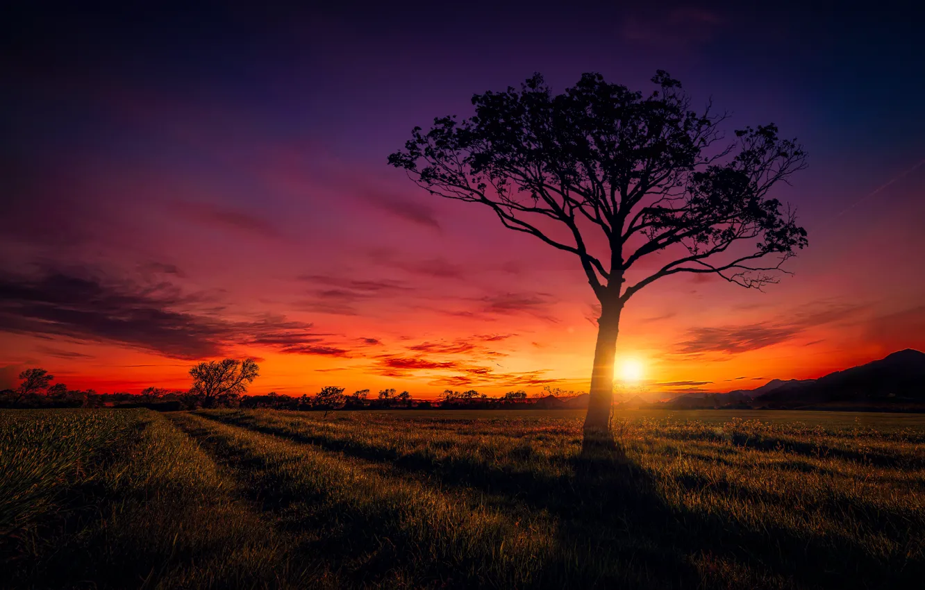 Фото обои поле, небо, закат, дерево