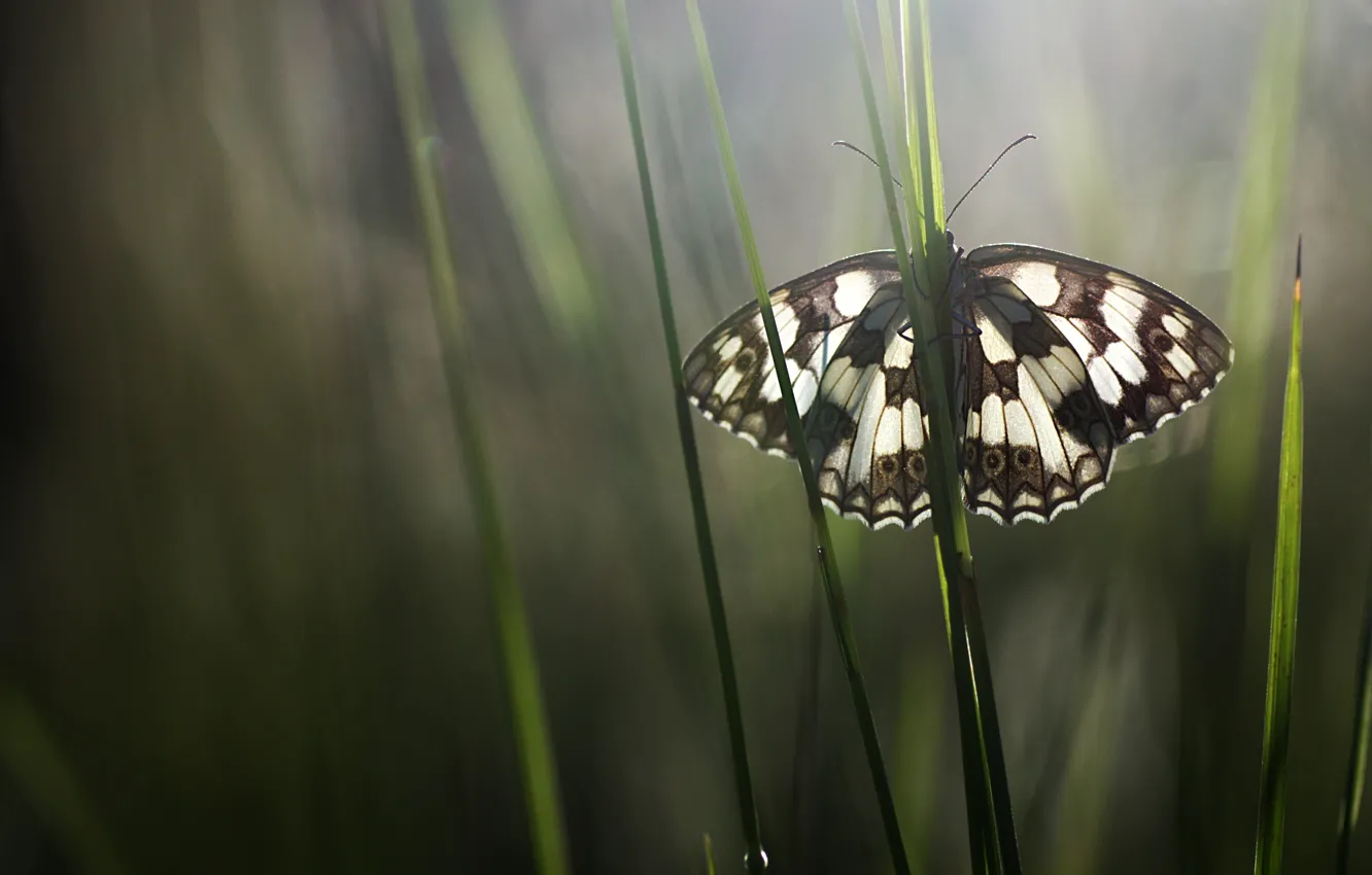 Фото обои трава, макро, бабочка, насекомое, обои от lolita777