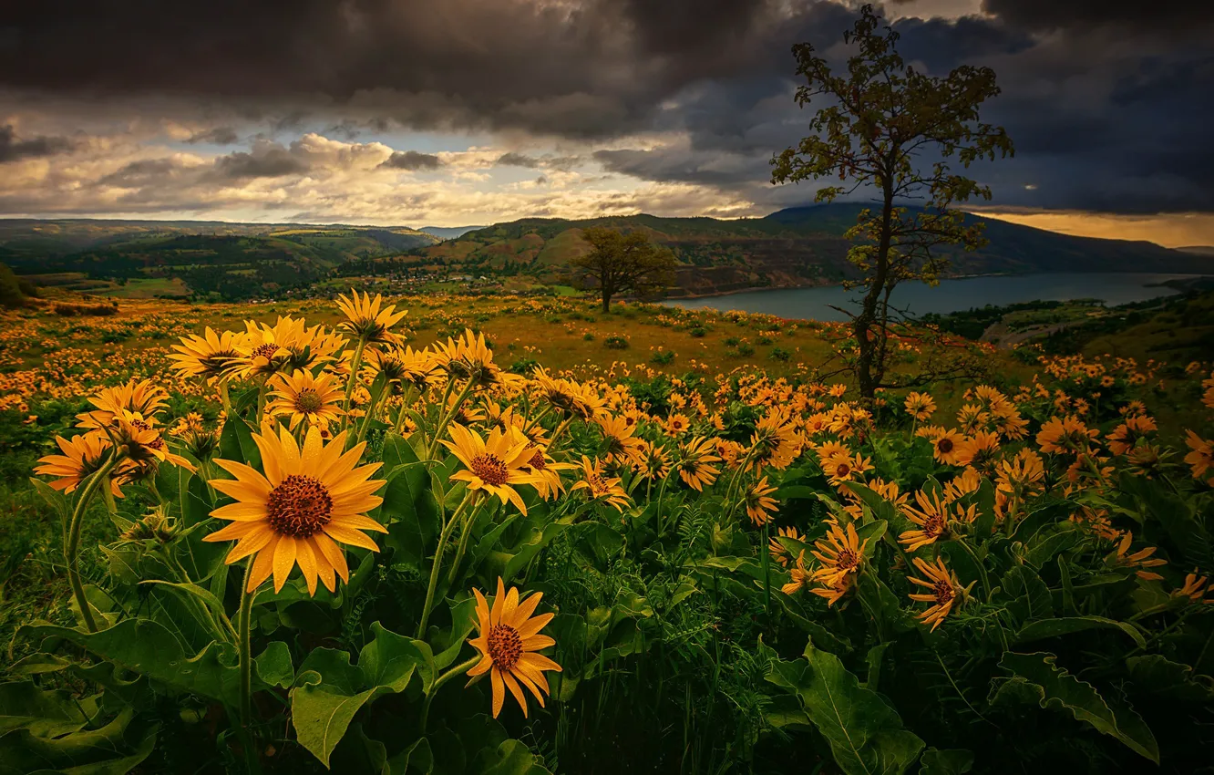 Фото обои цветы, горы, река, дерево, луг, Орегон, Oregon, Columbia River Gorge
