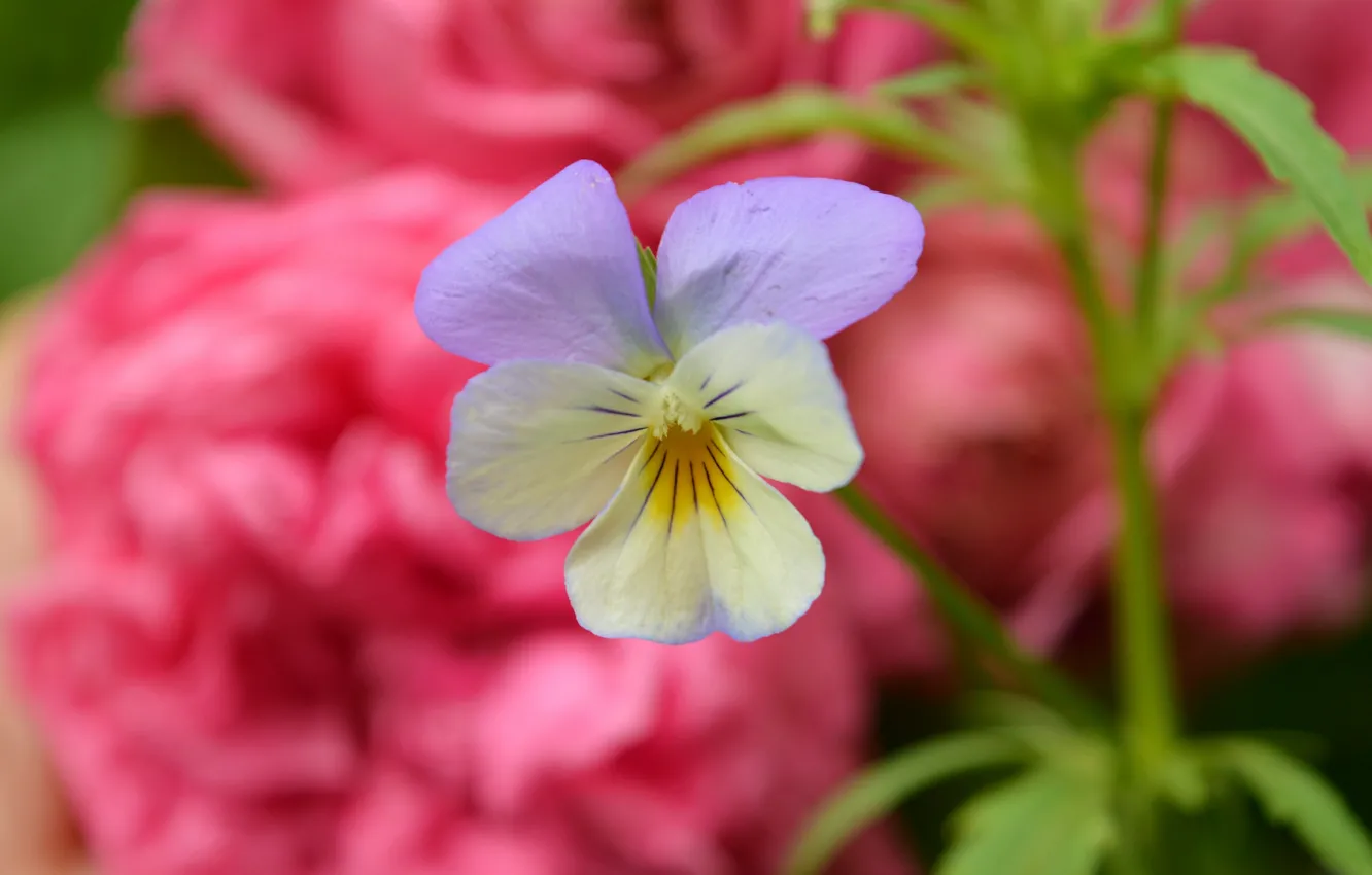 Фото обои Весна, Flower, Spring, Боке, Bokeh, Фиалка трёхцветная, Цветочек