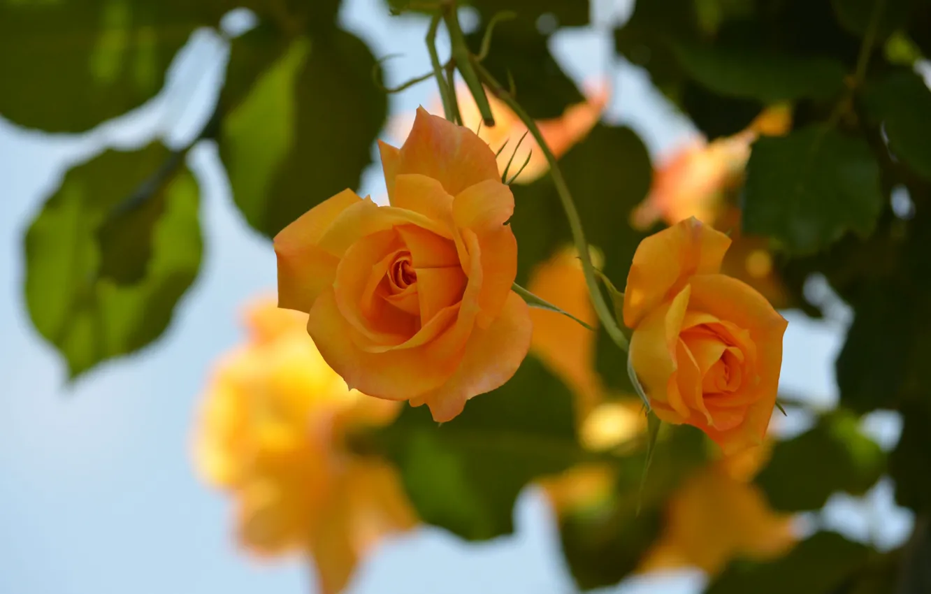 Фото обои макро, розы, боке, жёлтые розы