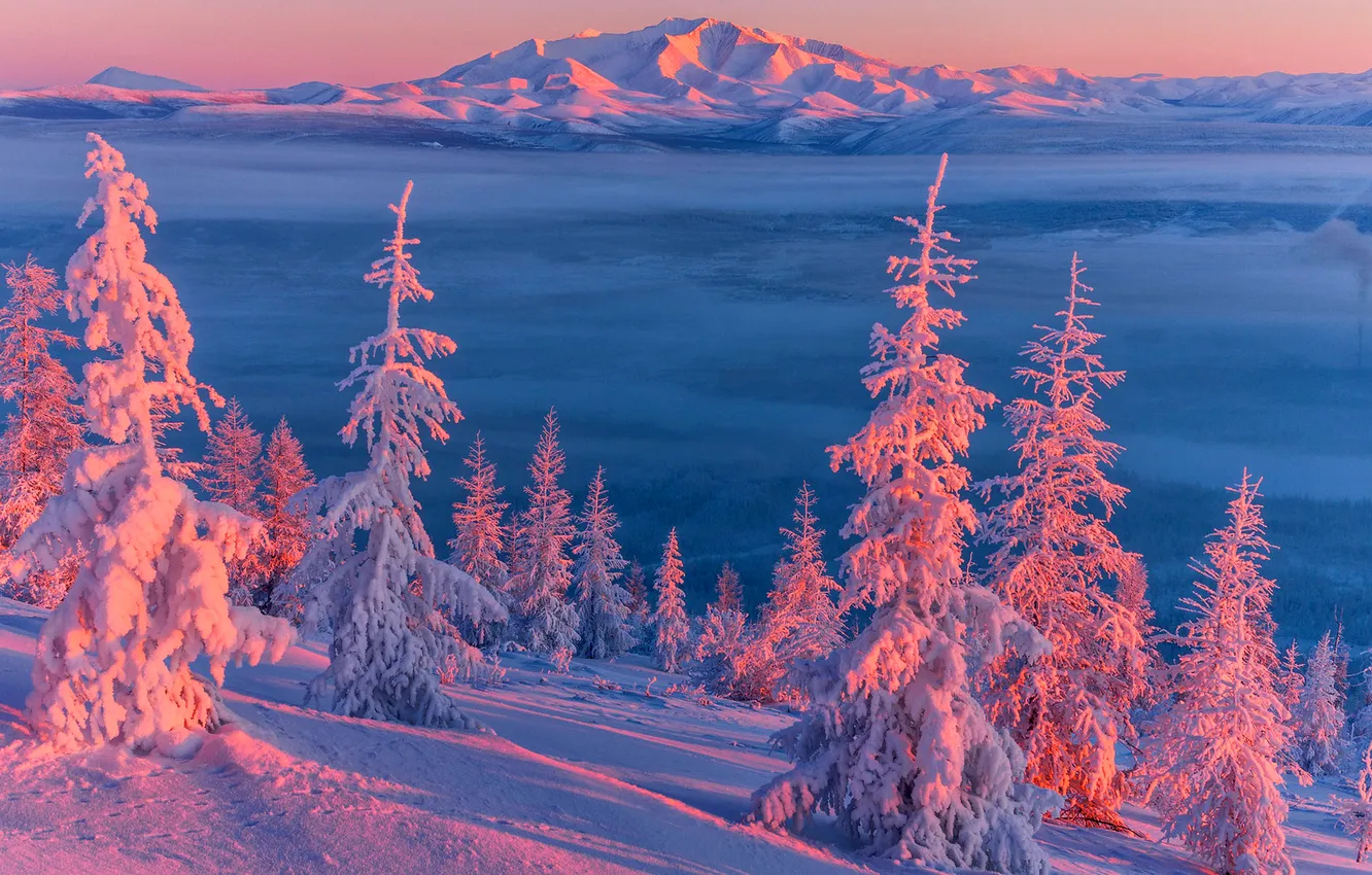 Фото обои зима, лес, снег, природа