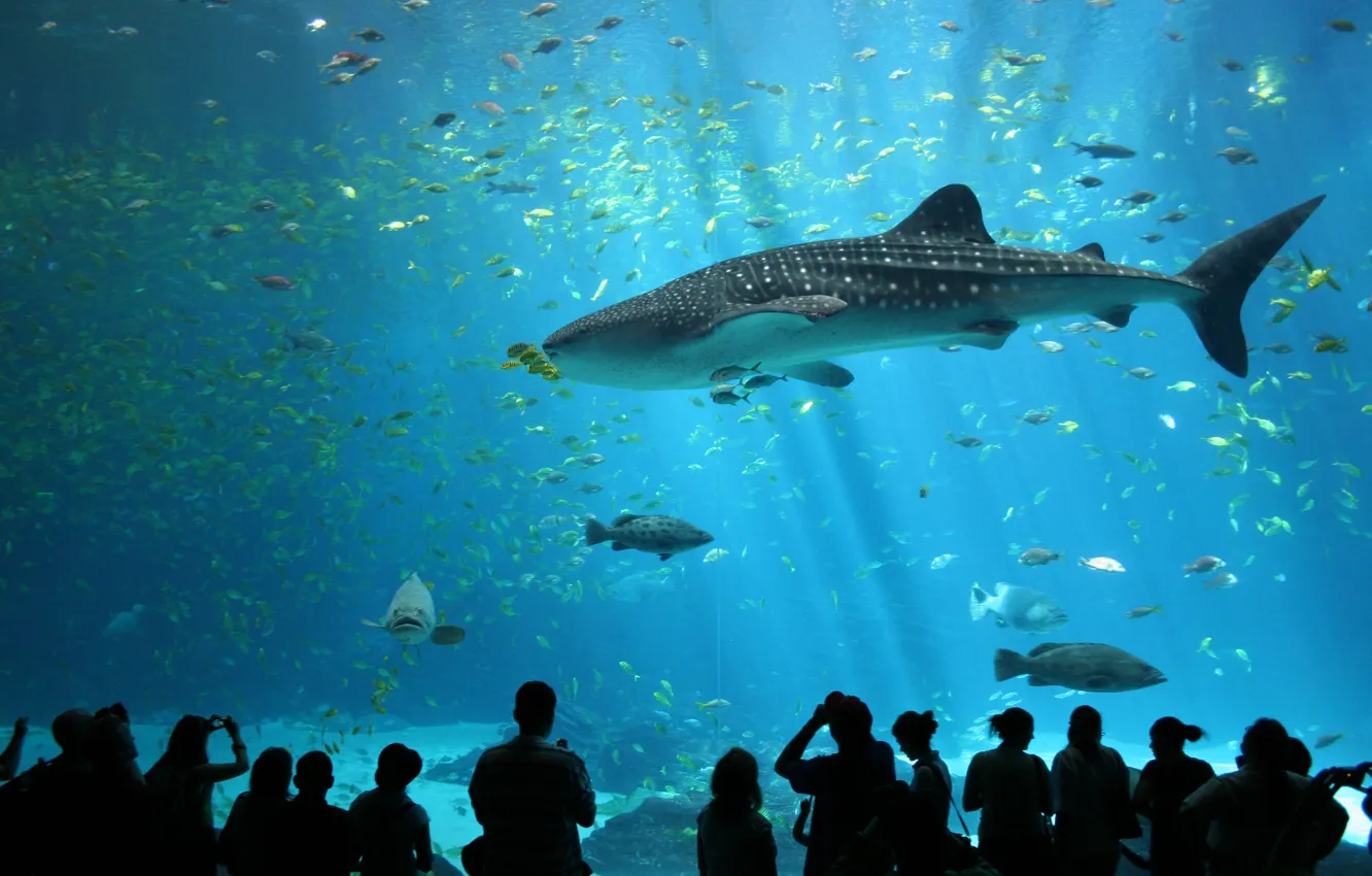 Фото обои люди, аквариум, акула