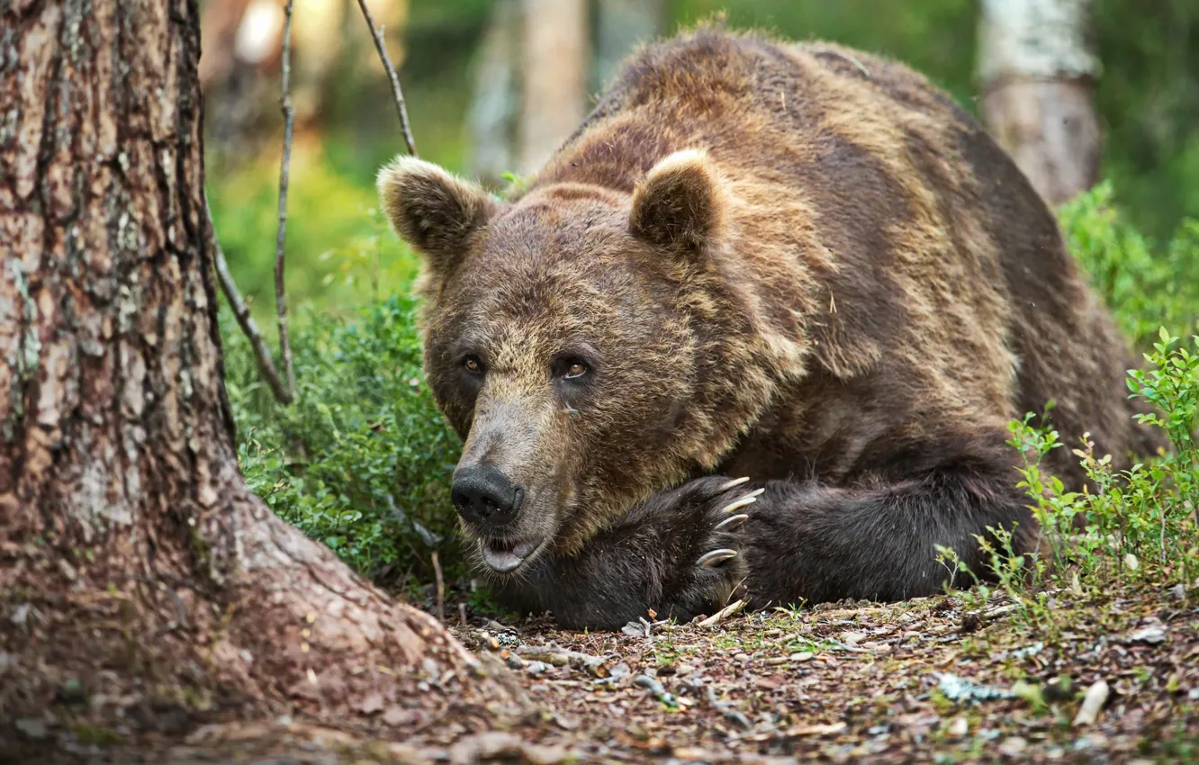 Фото обои лес, природа, животное, хищник, медведь, бурый, Александр Перов