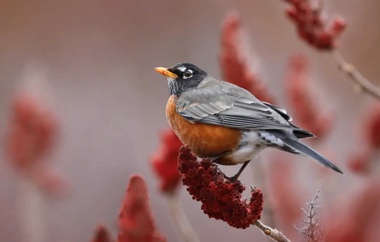 Фото обои природа, птица, American robin