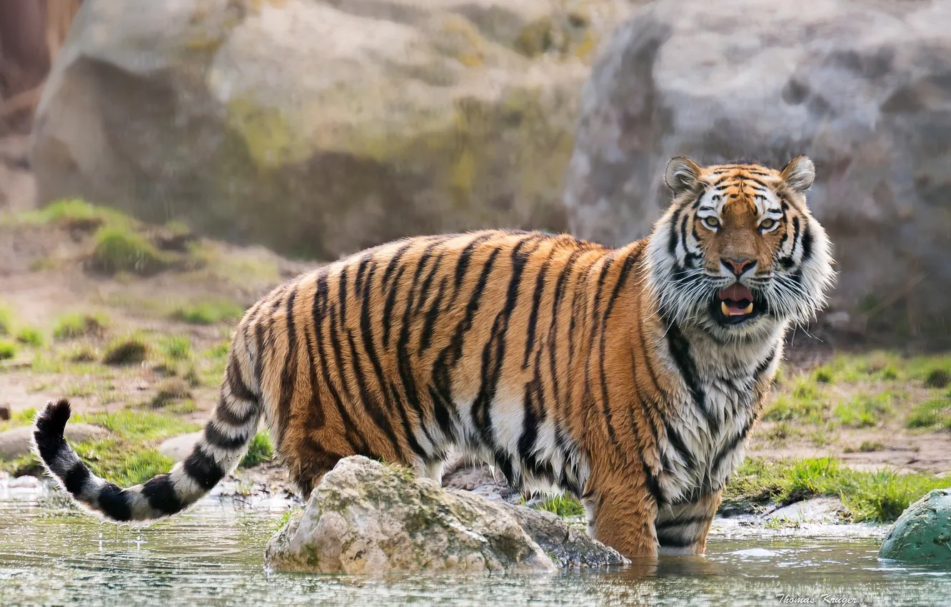 Фото обои вода, хищник, дикая кошка, Амурский тигр
