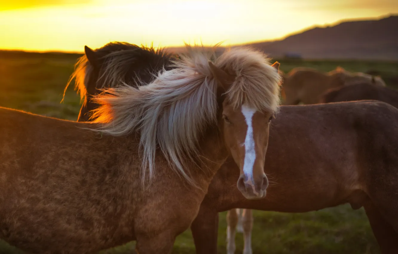Фото обои закат, кони, пастбище