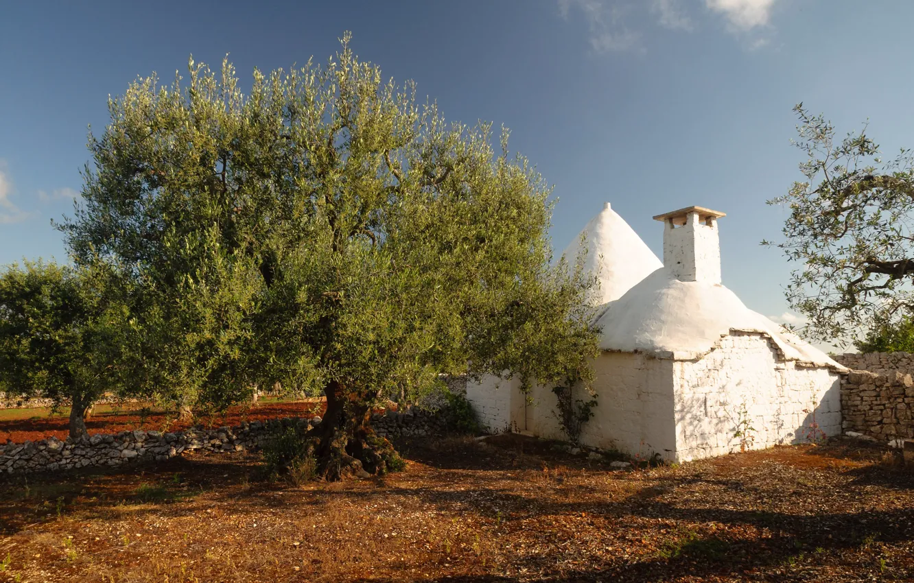 Фото обои дом, Италия, Альберобелло, оливковое дерево
