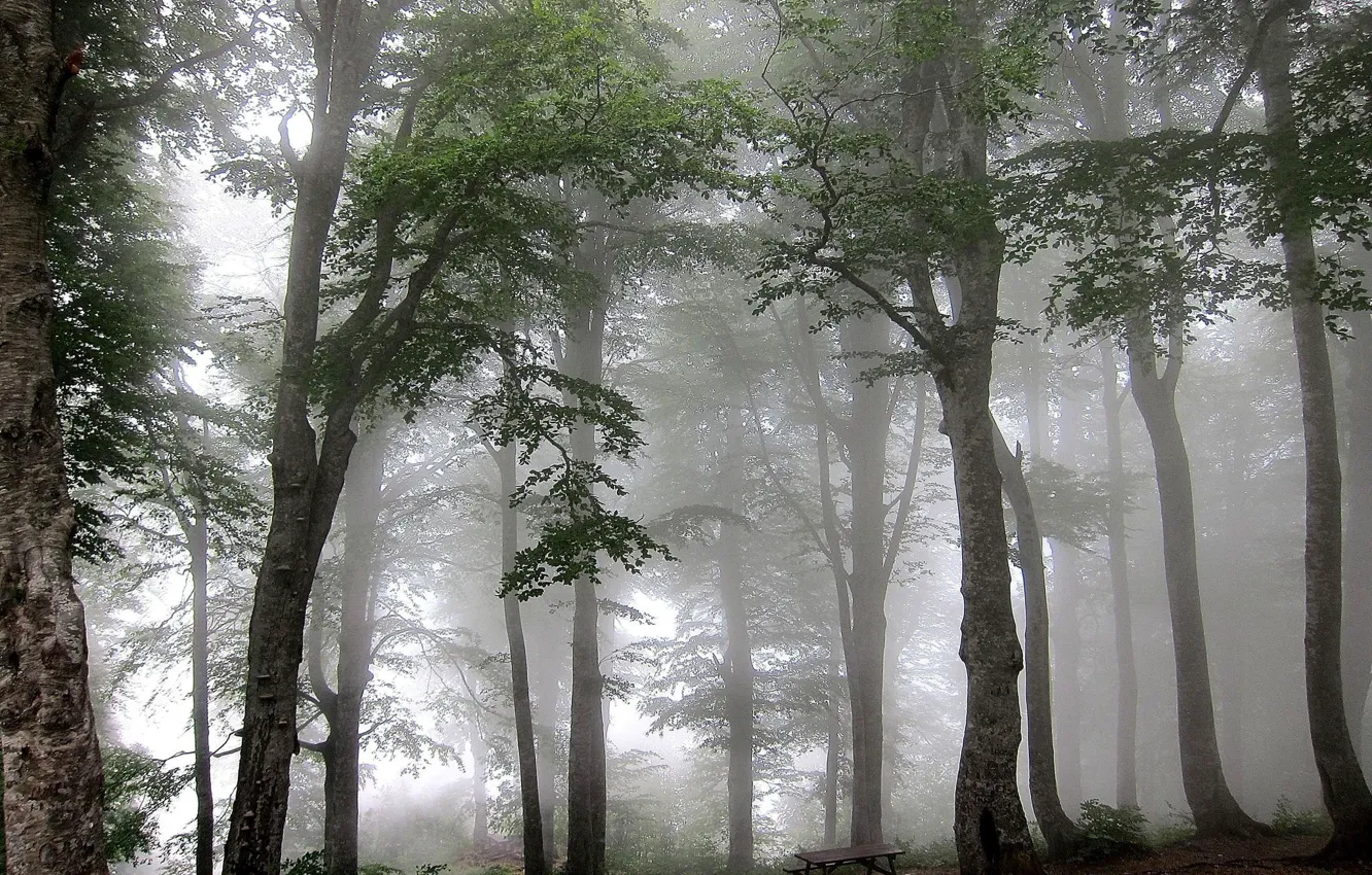 Фото обои лес, деревья, туман