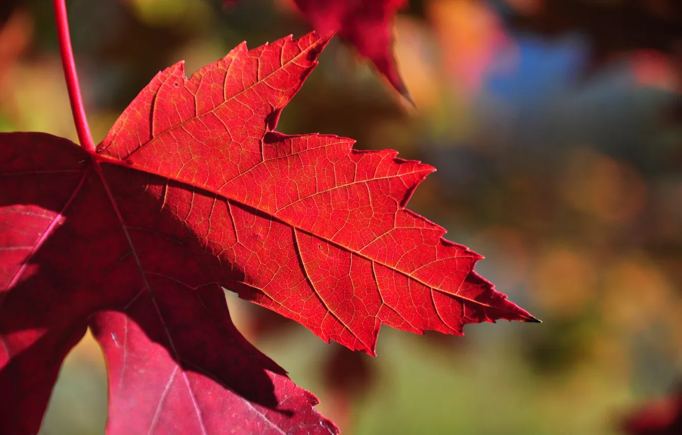 Фото обои осень, природа, лист, клен, багрянец