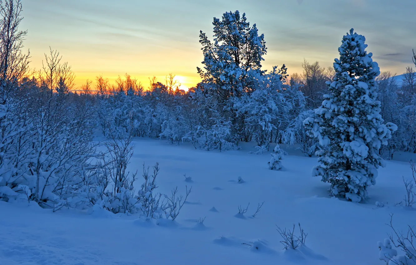 Фото обои зима, снег, деревья, закат, Норвегия, кусты, Norway, Hedmark Fylke