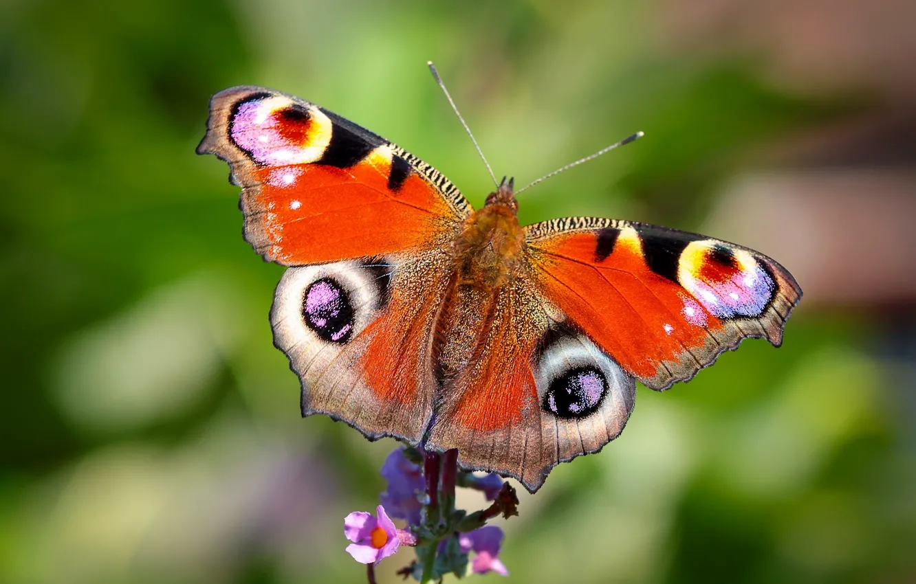 Фото обои цветок, макро, бабочка, Павлиний глаз