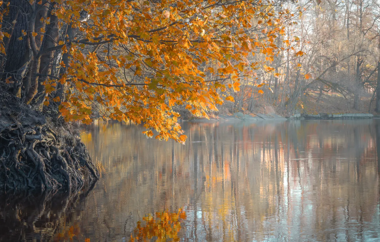 Фото обои осень, листья, деревья, туман, река, утро