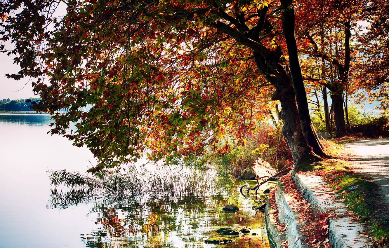 Фото обои осень, природа, река