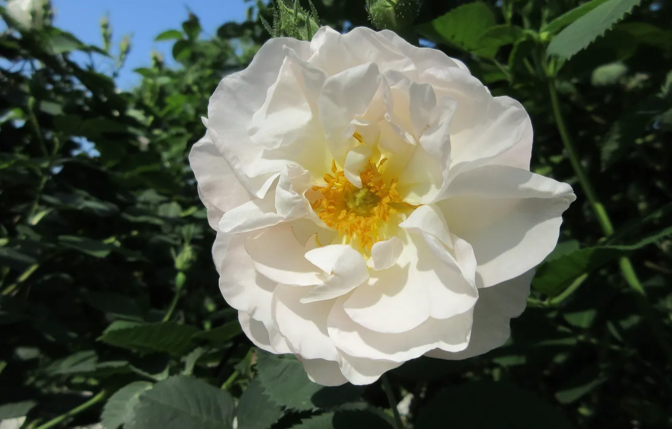 Фото обои Роза, Цветок, Белая, Meduzanol ©, Лето 2018