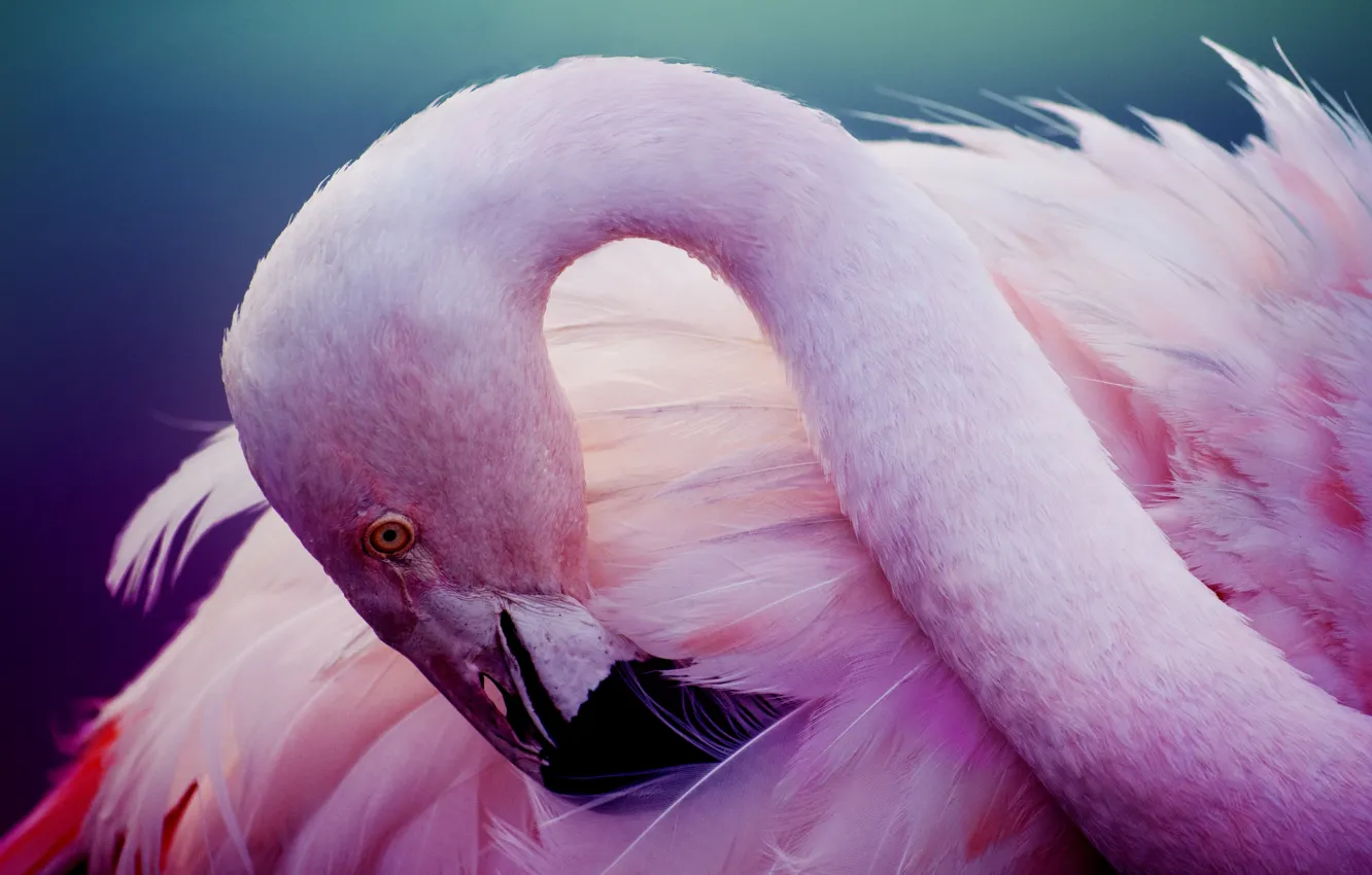 Фото обои розовый, птица, перья, фламинго, шея, розовый фламинго