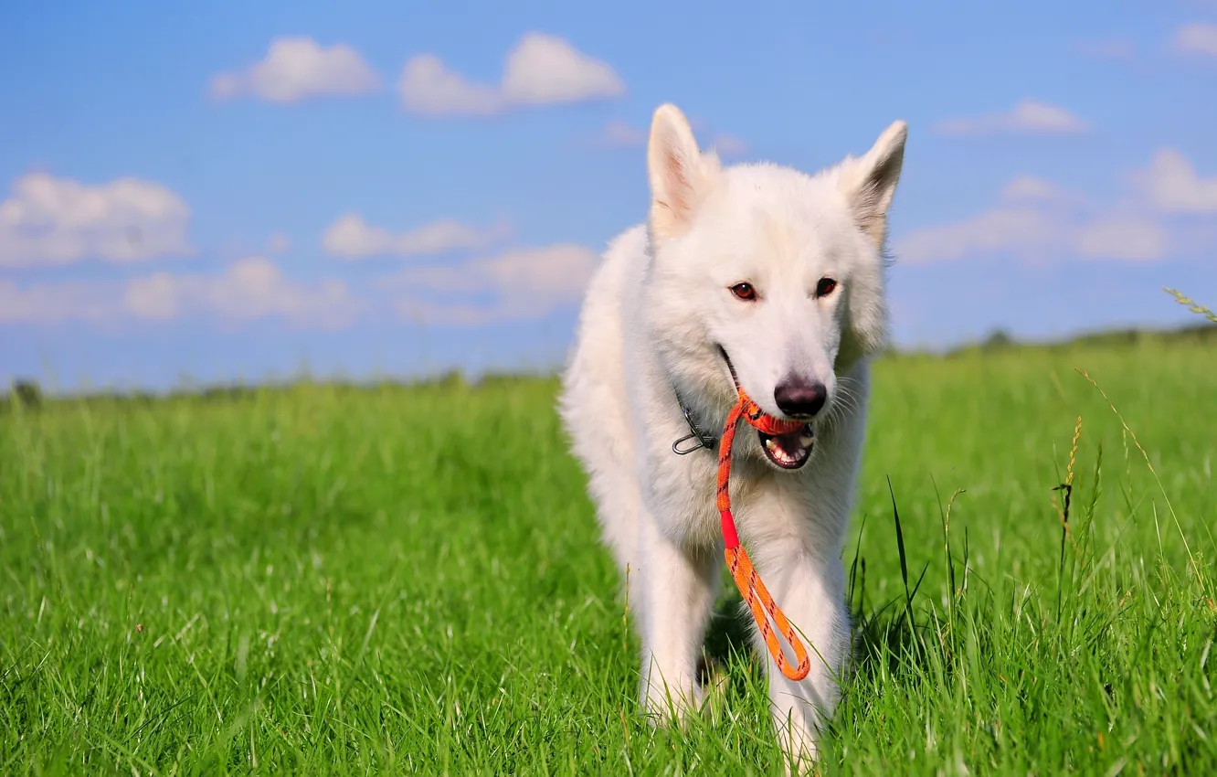 Фото обои поле, собака, белая швейцарская овчарка, БШО