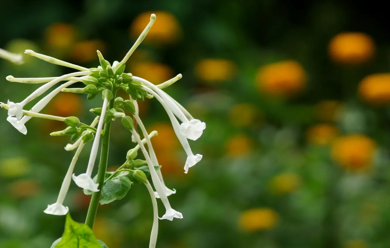 Фото обои зелень, белый, цветок, макро, табак лесной, Nicotiana sylvestris
