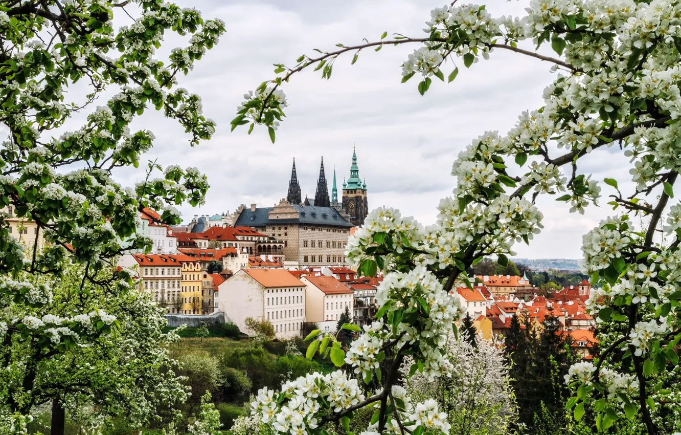 Фото обои цветы, ветки, город, весна, Прага, Чехия