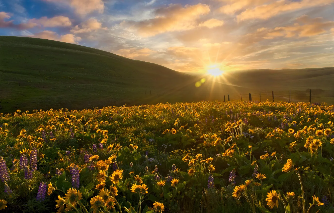 Фото обои закат, цветы, холмы, луг, Washington State, бальзамориза, Columbia Hills State Park, Штат Вашингтон