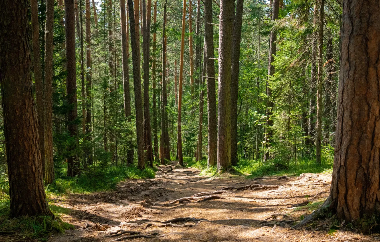 Фото обои лес, лето, столбы, тропинка