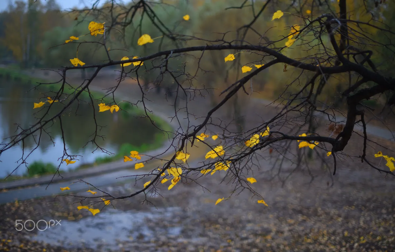 Фото обои осень, листья, макро, природа, листва, ветка, желтая