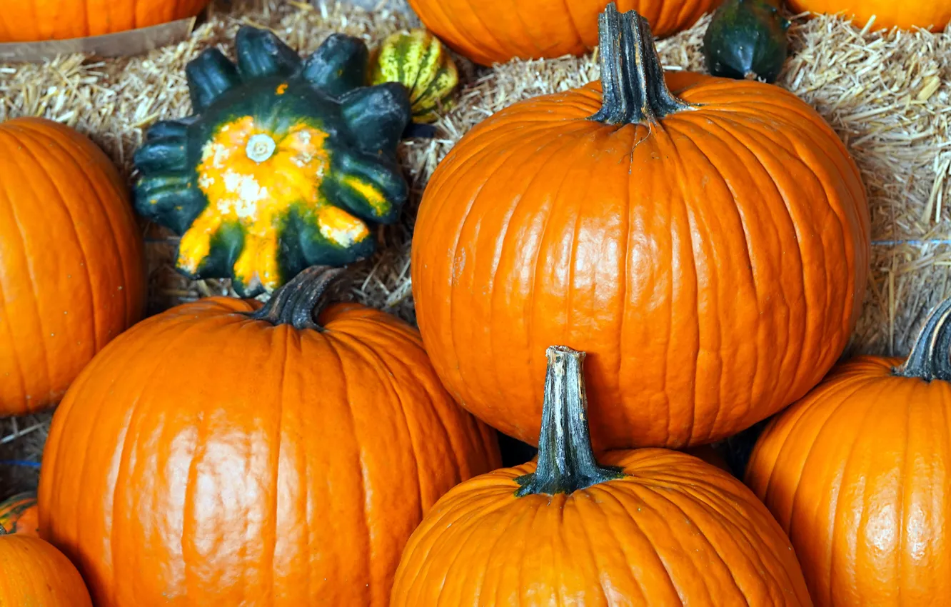 Фото обои осень, оранжевый, крупный план, яркие, урожай, плоды, сено, тыква