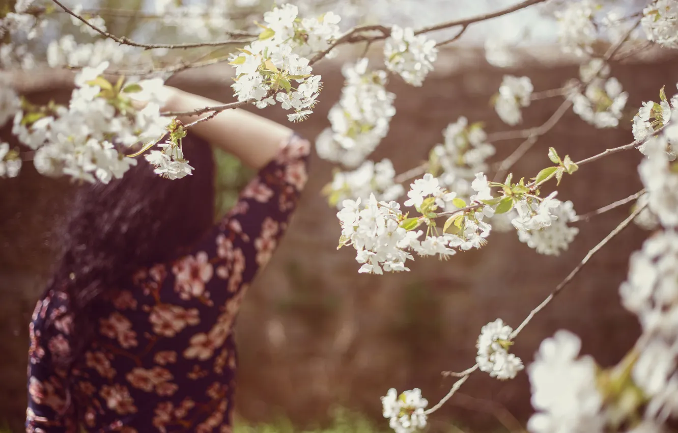 Фото обои девушка, цветы, дерево, волосы, спина, лепестки, белые