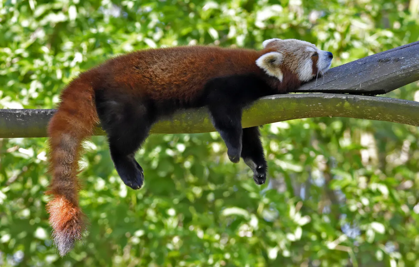 Фото обои отдых, сон, профиль, красная панда, firefox, малая панда