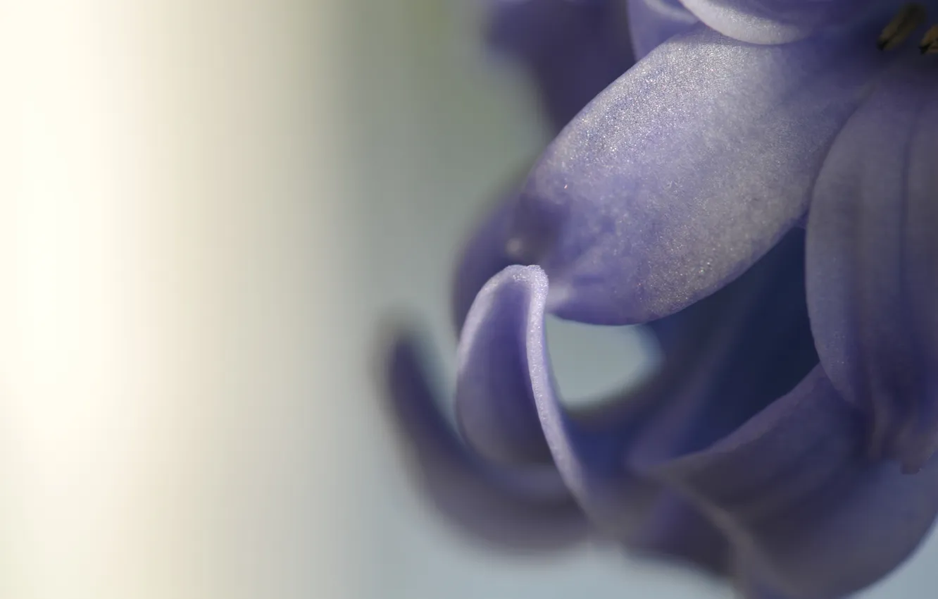 Фото обои цветок, фиолетовый, макро, лепестки, flower, macro, гиацинт, hyacinth