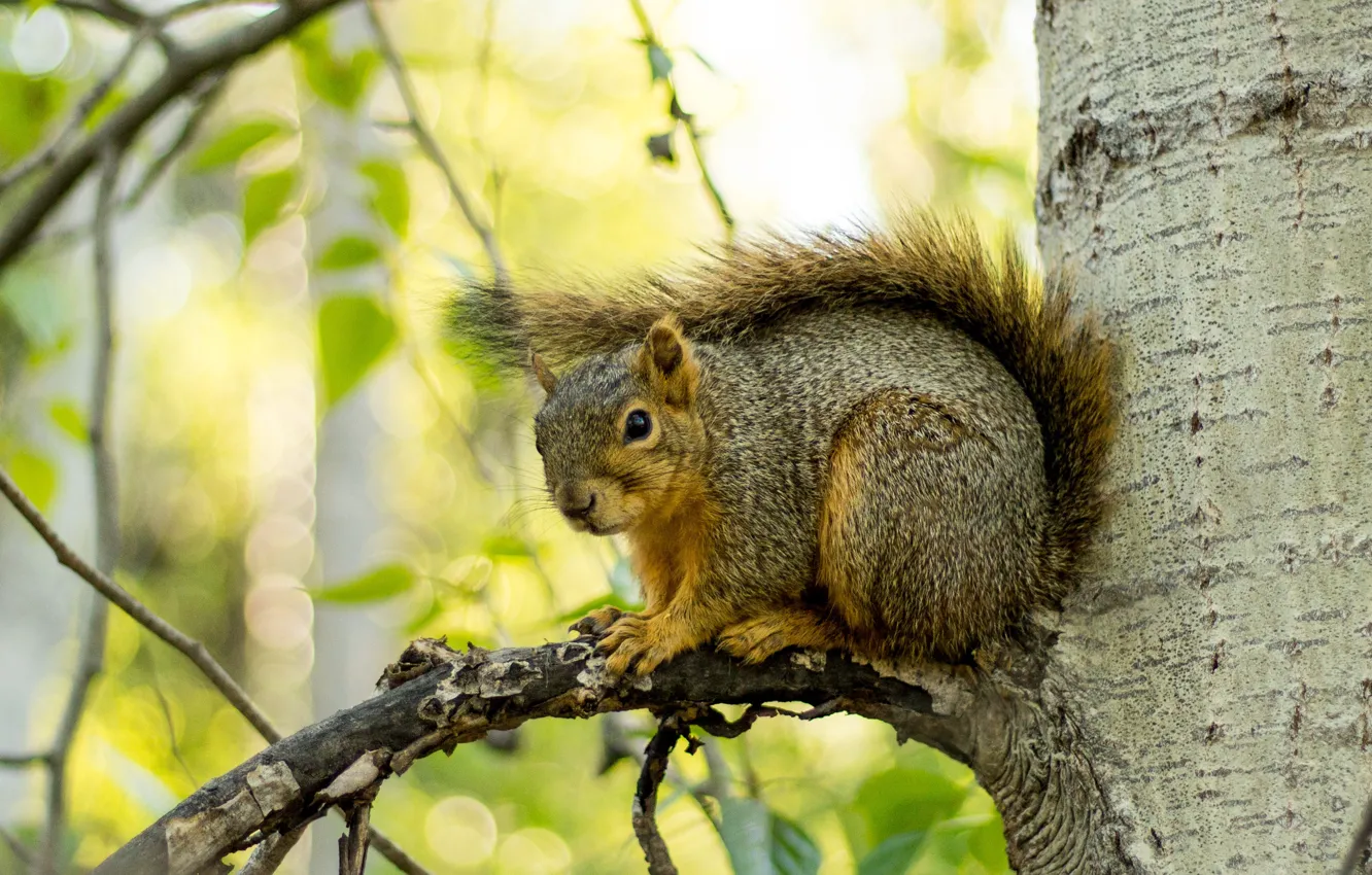 Фото обои взгляд, листья, свет, деревья, ветки, серый, белка, хвост