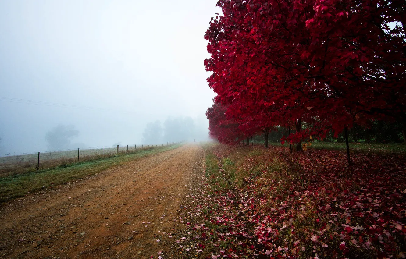 Фото обои дорога, поле, осень, листья, деревья, туман, багрянец
