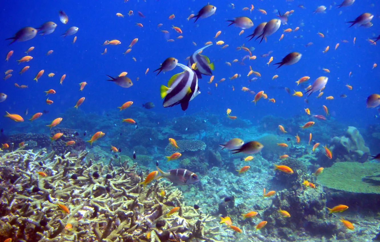 Фото обои рыбы, кораллы, подводный мир, reef and fish